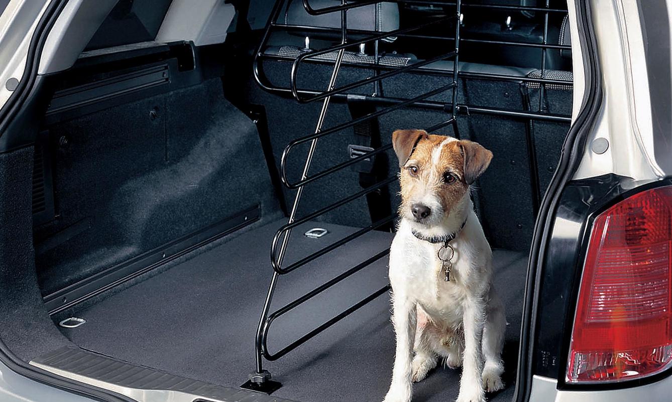 ritmo ético Aburrido Transporte de mascotas en el coche - Legaccidentes